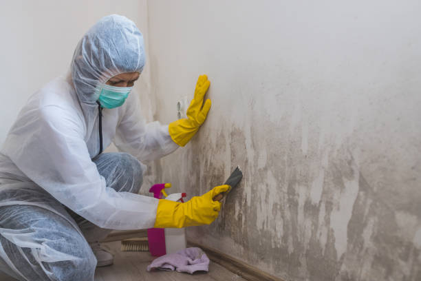 Best Preventive Mold Services in Weston, WV